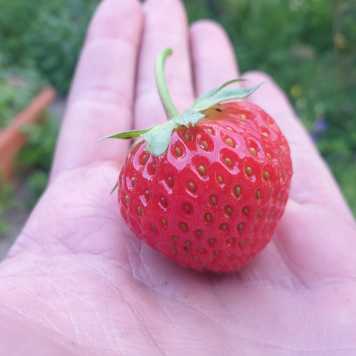 strawberry on hand