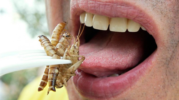 SFR1 Radio Photo Eating Insects