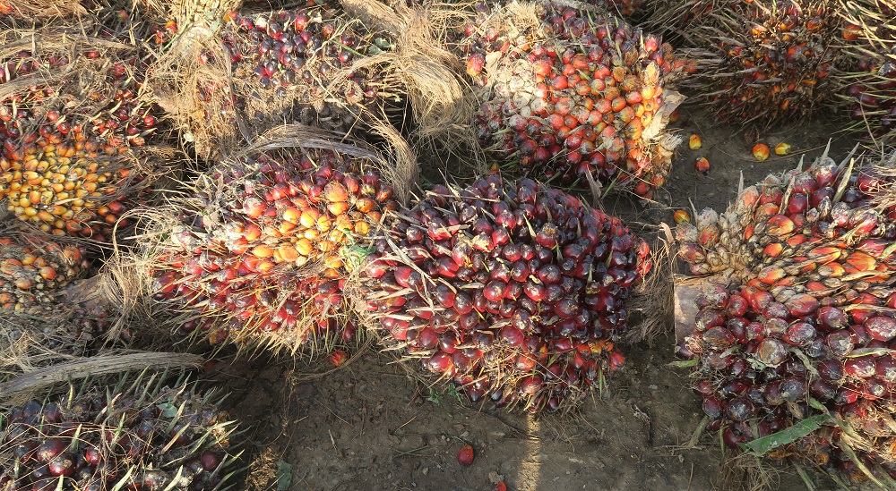 palm oil fruit