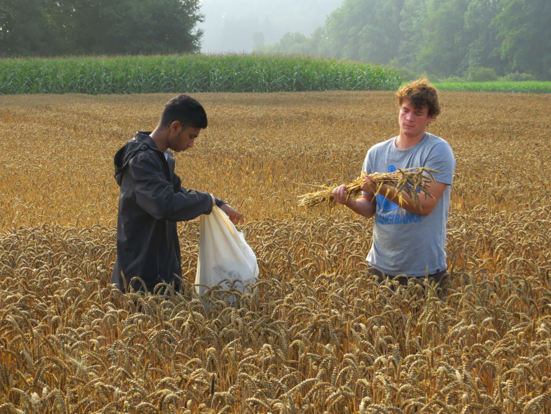 Wheat harvest
