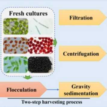 processes microalgae