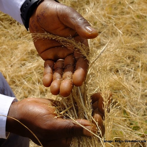Enlarged view: Teff in Ethiopia