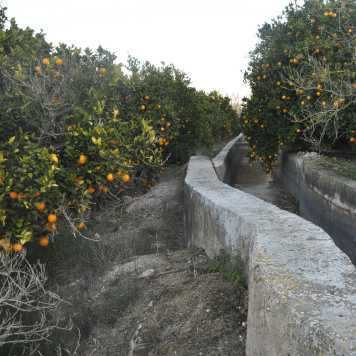 citrus plantation
