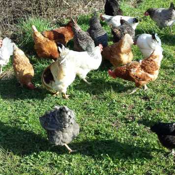Enlarged view: chickens