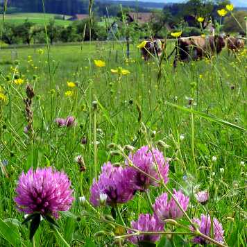 Enlarged view: red clover 