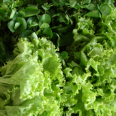 Enlarged view: lettuce