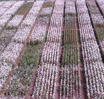 buckwheat field