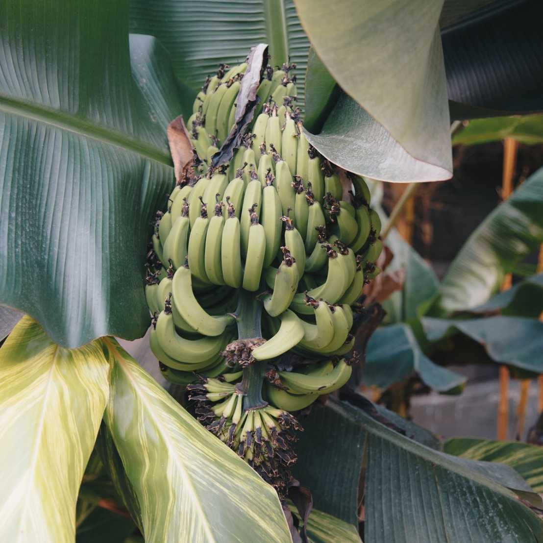banana Tree