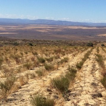 Rooibos