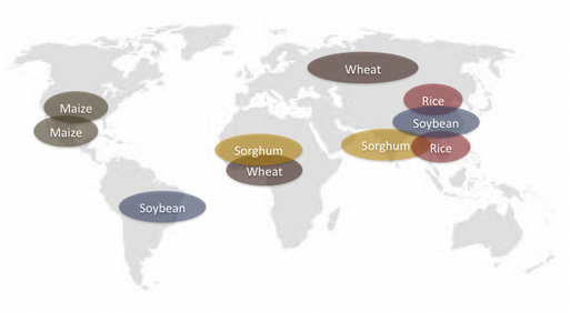 Enlarged view: Grain Value Chain study